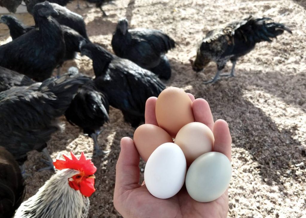 cuantos huevos ponen la gallina al dia