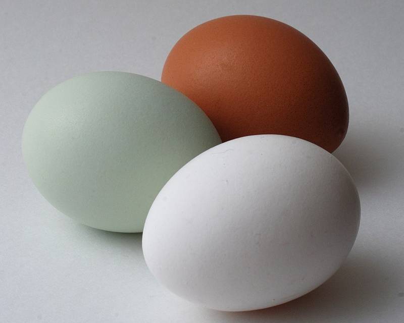 huevos gallina araucana mapuche