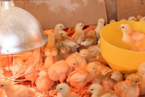 ¿Cómo criar pollos de engorde?